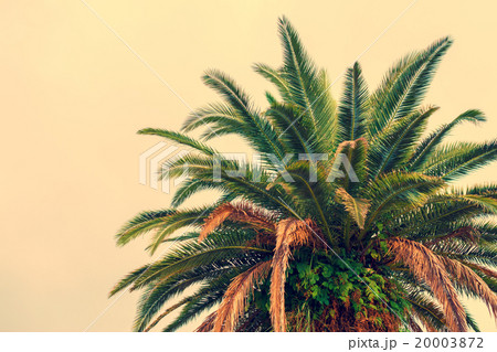 Palm tree krone against beige background 20003872