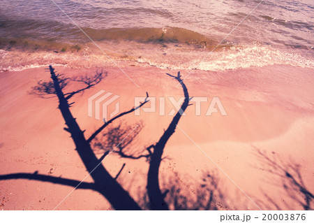 the shadow of the dead pine tree on the beach 20003876