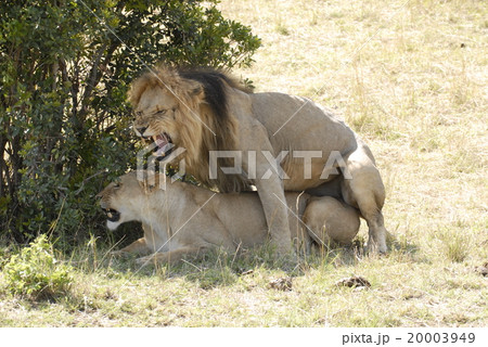 ライオン ライオン 20003949