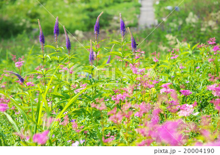 白馬五竜高山植物園 20004190