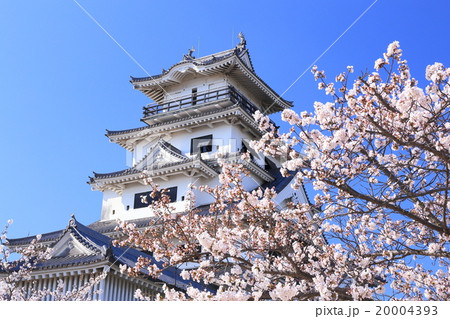 桜咲く今治城 桜咲く今治城 20004393