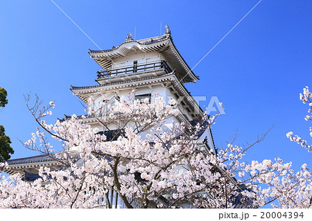 桜咲く今治城 20004394