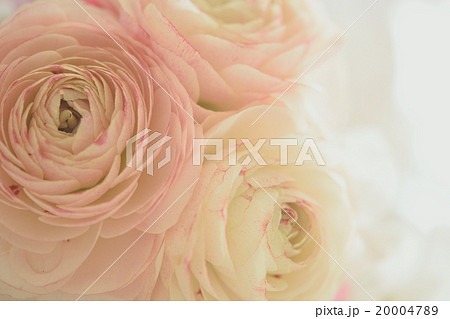 ラナンキュラス 20004789