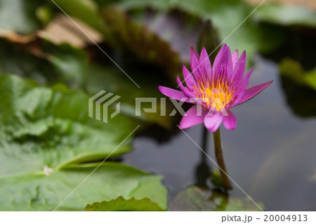 Blossom Purple Lotus Flower 20004913