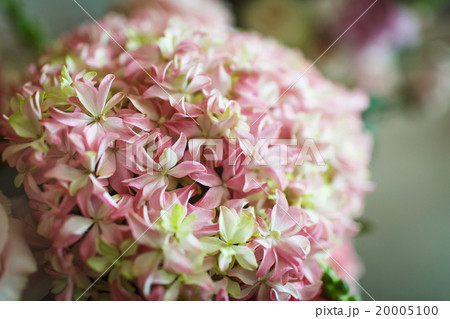 Pink and white flowers 20005100