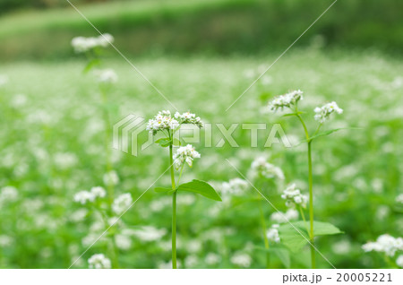長野県栄村の蕎麦畑 長野県栄村の蕎麦畑 20005221