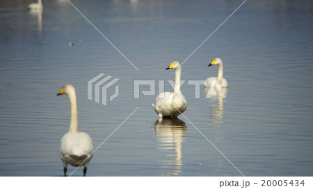 オオハクチョウ 多々良沼 オオハクチョウ 多々良沼 20005434