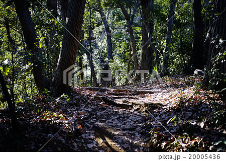 小澤城址の小径 小澤城址の小径 20005436