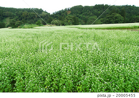 長野県栄村の蕎麦畑 20005455
