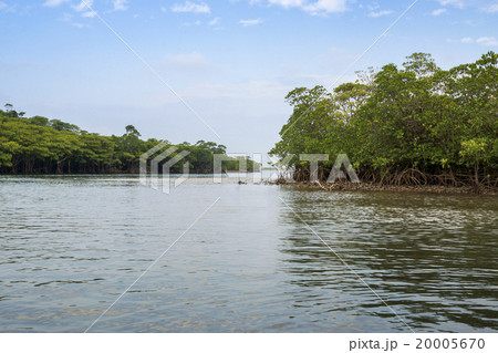 西表島　ヒナイ川沿いのマングローブ林 20005670