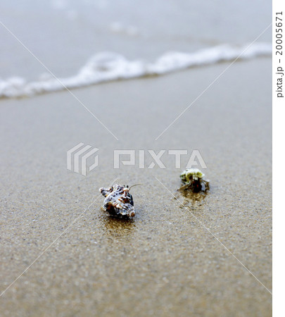 西表島　月ヶ浜のヤドカリ 20005671