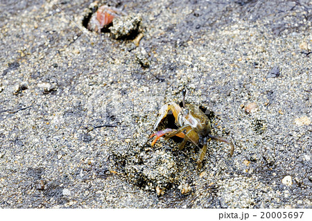 石垣島 ヒルギ群落のシオマネキ 石垣島 ヒルギ群落のシオマネキ 20005697