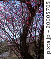 梅の花 20005705