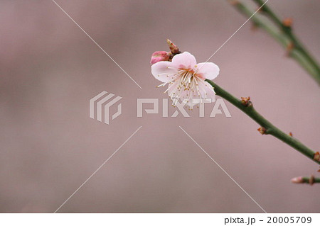 舞扇 (まいおおぎ 梅)。 Japanese apricot 20005709