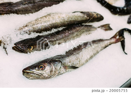 Fresh fish merluza or hake on ice on market store 20005755