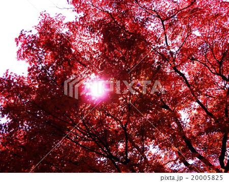 晩秋を彩る楓の紅葉の美しさは格別で、人の心を酔わせてしまう。 20005825
