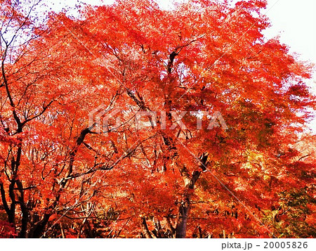 晩秋を彩る楓の紅葉の美しさは格別で、人の心を酔わせてしまう。 20005826