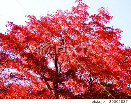 晩秋を彩る楓の紅葉の美しさは格別で、人の心を酔わせてしまう。 晩秋を彩る楓の紅葉の美しさは格別で、人の心を酔わせてしまう。 20005827