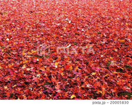 晩秋を彩る楓の紅葉の美しさは格別で、人の心を酔わせてしまう。 20005830