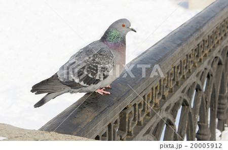 Pigeon 20005912