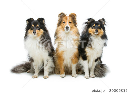 Three sheltie dogs 20006355