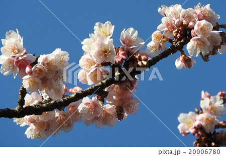 晩冬から早春に咲く寒桜 大島桜と緋寒桜の 自然交配種と言われる の写真素材