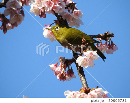 白いアイリングが特徴のメジロ。桜や梅の花等の蜜を吸う姿は可愛い。 20006781