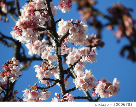 晩冬から早春に咲く寒桜。大島桜と緋寒桜の 自然交配種と言われる。 20006783