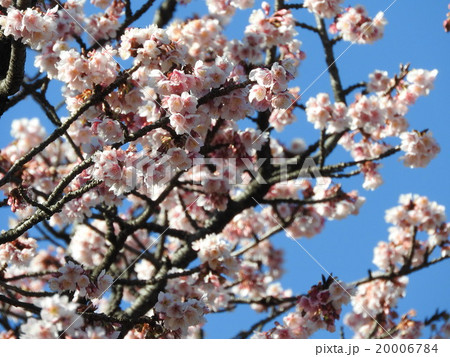 晩冬から早春に咲く寒桜。大島桜と緋寒桜の 自然交配種と言われる。 20006784