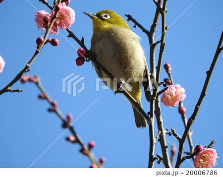白いアイリングが特徴のメジロ 桜や梅の花等の蜜を吸う姿は可愛い の写真素材