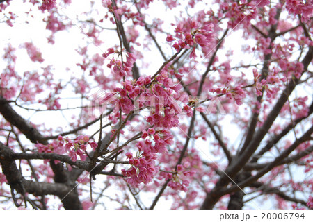 桜　野川公園 20006794