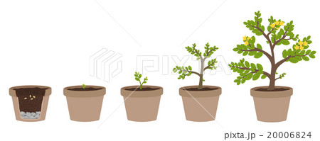 How to grow plants. easy step by step for kids How to grow plants. easy step by step for kids 20006824