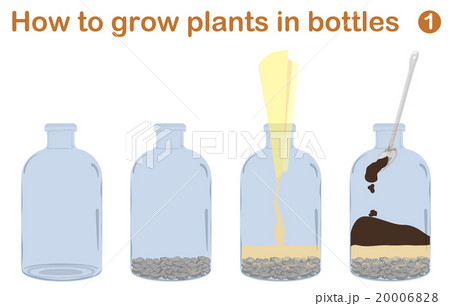 How to grow plants in bottles. Terrariums 20006828