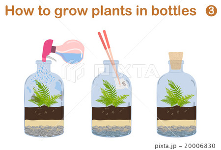 How to grow plants in bottles. Terrariums How to grow plants in bottles. Terrariums 20006830