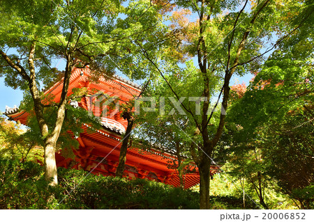 初秋の三滝寺（多宝塔） 20006852