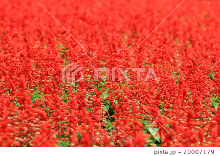 サルビア・スプレンデス 20007179