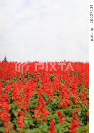 サルビア・スプレンデンス 20007234