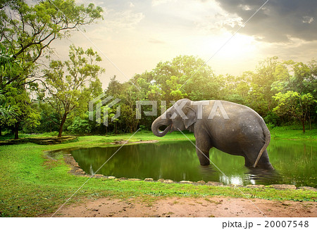 Elephant, bathing  in lake 20007548