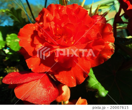 大輪八重咲きのベゴニアは 牡丹の花のように華やかでゴージャスである の写真素材