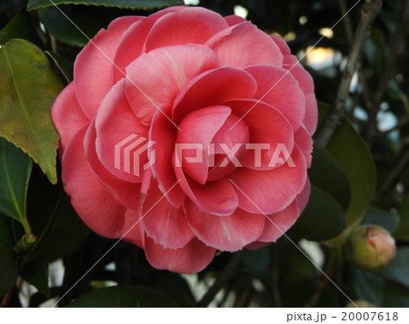 冬から春先にかけ咲く椿の花。ゴージャスで「茶花の女王」の異名をとる。 20007618