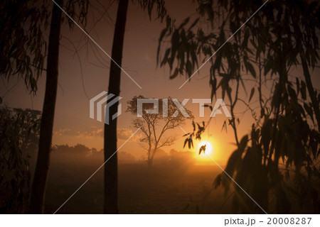 THAILAND ISAN SURIN LANDSCAPE MORNING 20008287