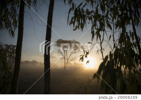 THAILAND ISAN SURIN LANDSCAPE MORNING 20008289