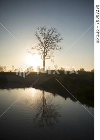 THAILAND ISAN SURIN LANDSCAPE MORNING 20008290