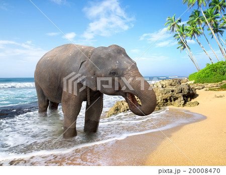 Elephant on the beach Elephant on the beach 20008470