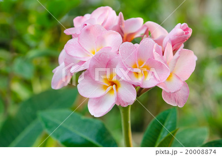 pink  flowers 20008874