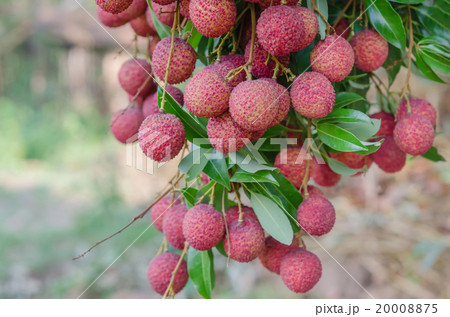 Lychee fruit 20008875