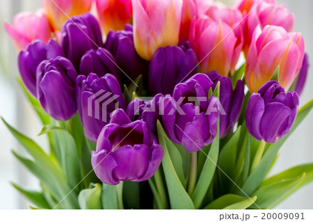 Beautiful pink and purple tulips. A bouquet 20009091