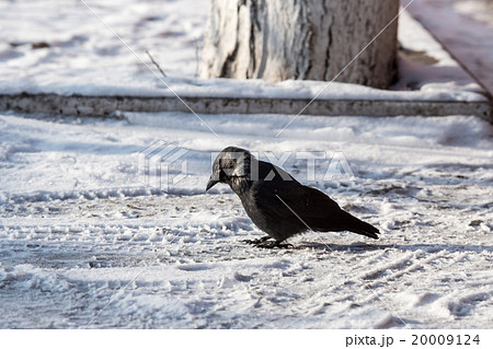 Common raven (Corvus corax). Wild life animal. Common raven (Corvus corax). Wild life animal. 20009124