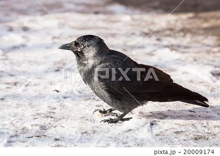 Common raven (Corvus corax). Wild life animal. Common raven (Corvus corax). Wild life animal. 20009174