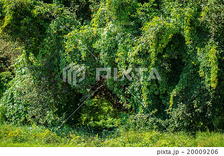 Walkway with trees 20009206